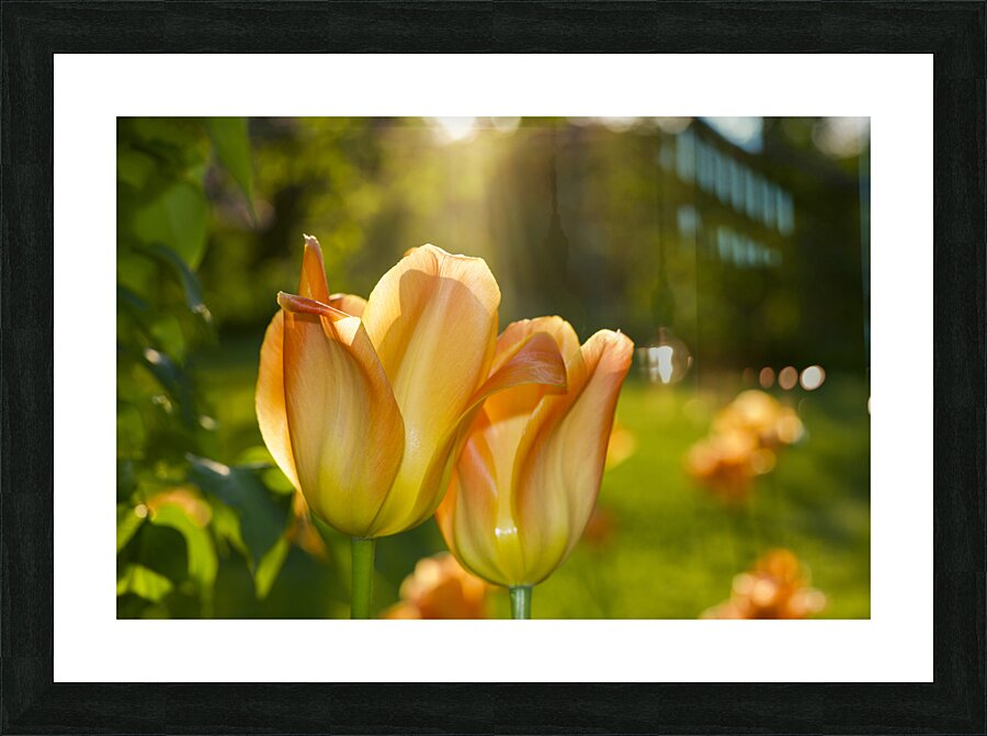 Glorious Day Picture Frame print