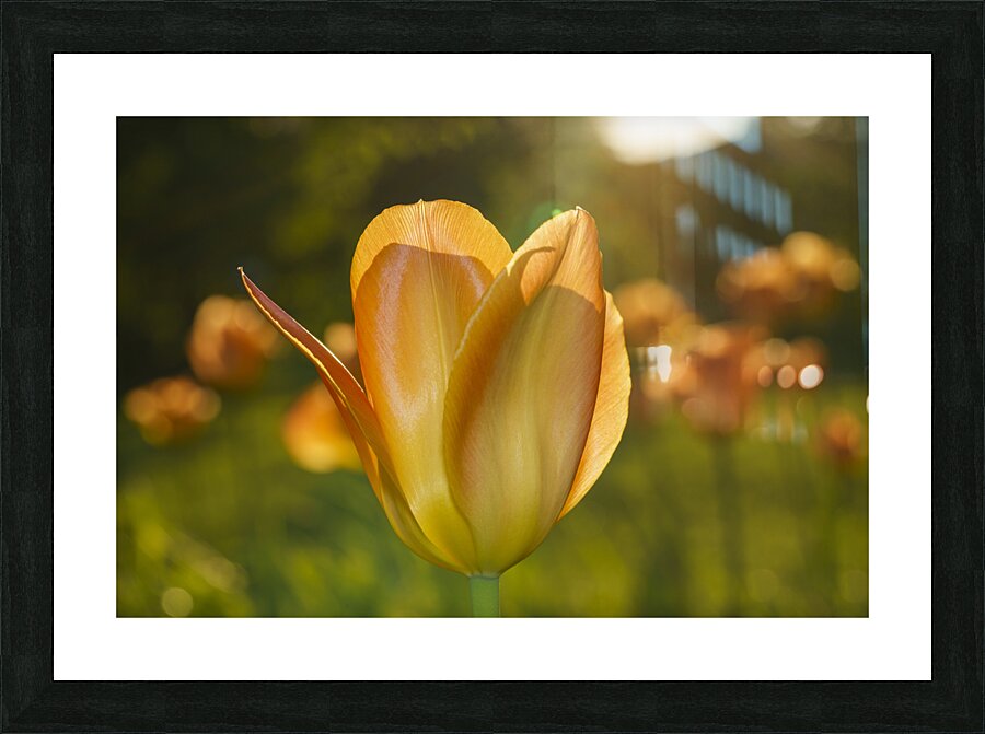 Wonderful Day Picture Frame print