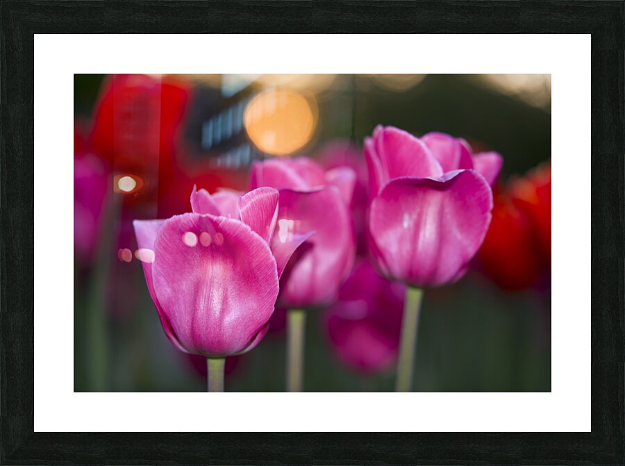 Three Amigos Picture Frame print