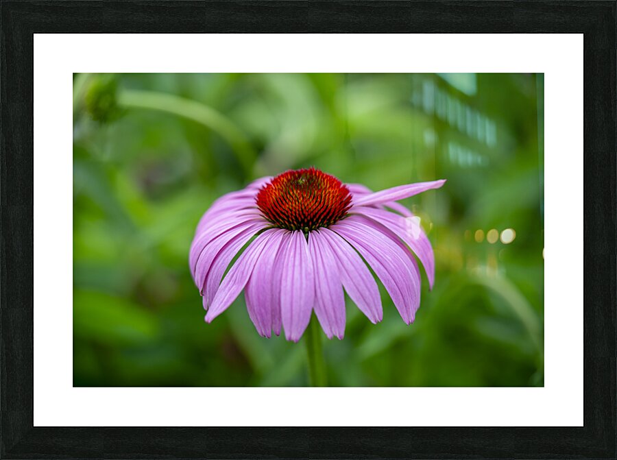 Ruby Star Picture Frame print