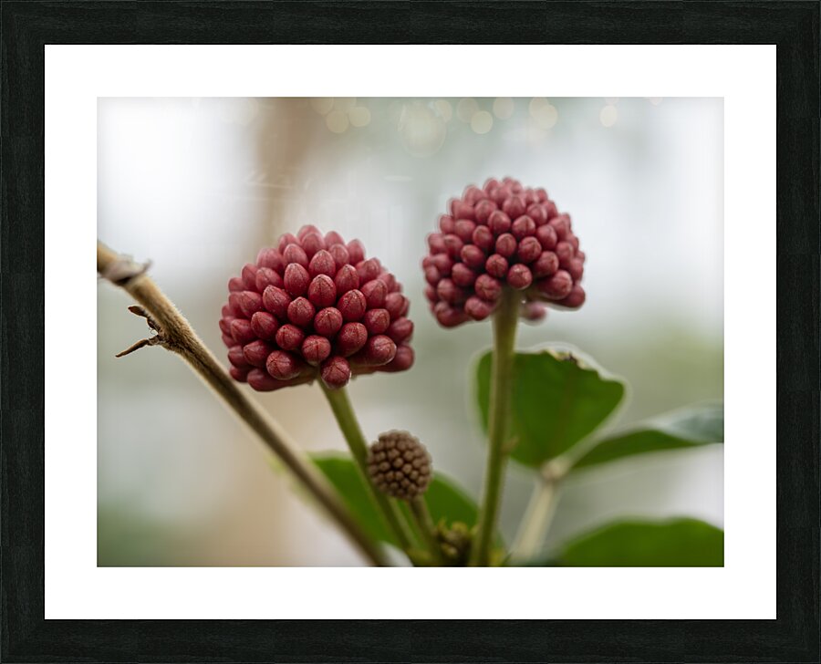 Powder Puff Buds Picture Frame print
