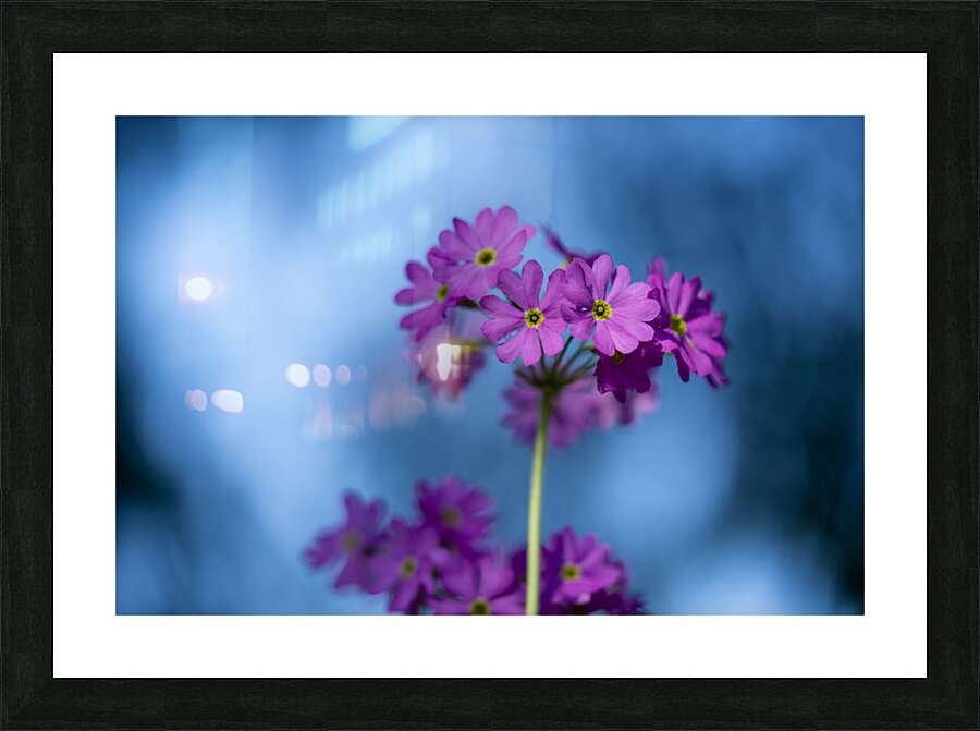 Pink and Blue Picture Frame print