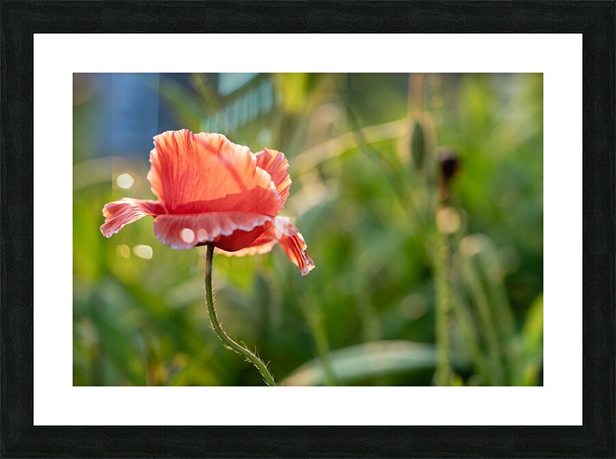 Pretty Poppy Picture Frame print