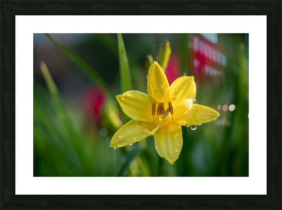 Wet Daylily Picture Frame print