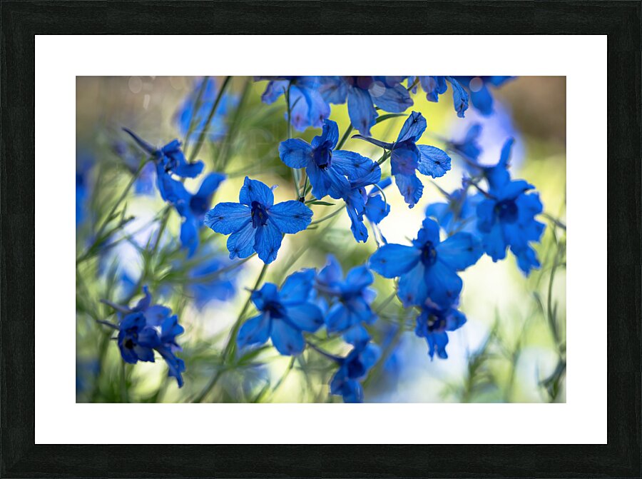 Bluest Blue Flowers Picture Frame print