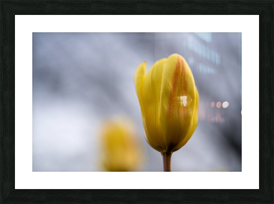 Yellow Whisperings Picture Frame print