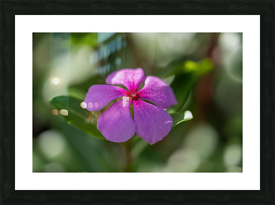 Pink Periwinkle Picture Frame print