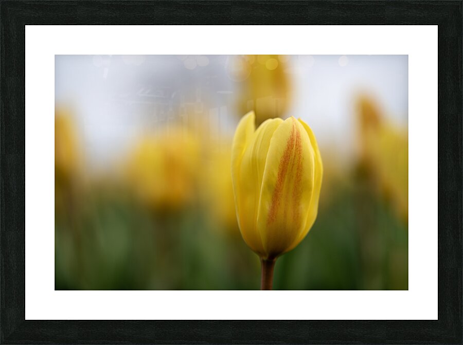 Yellow Radiance Picture Frame print