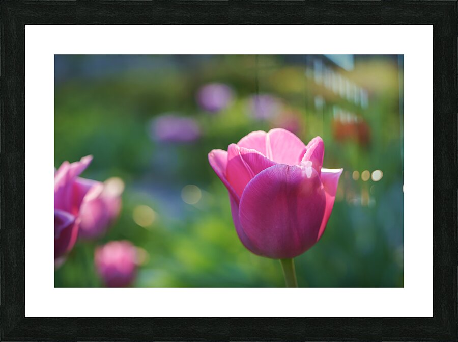 Peace Lady Picture Frame print