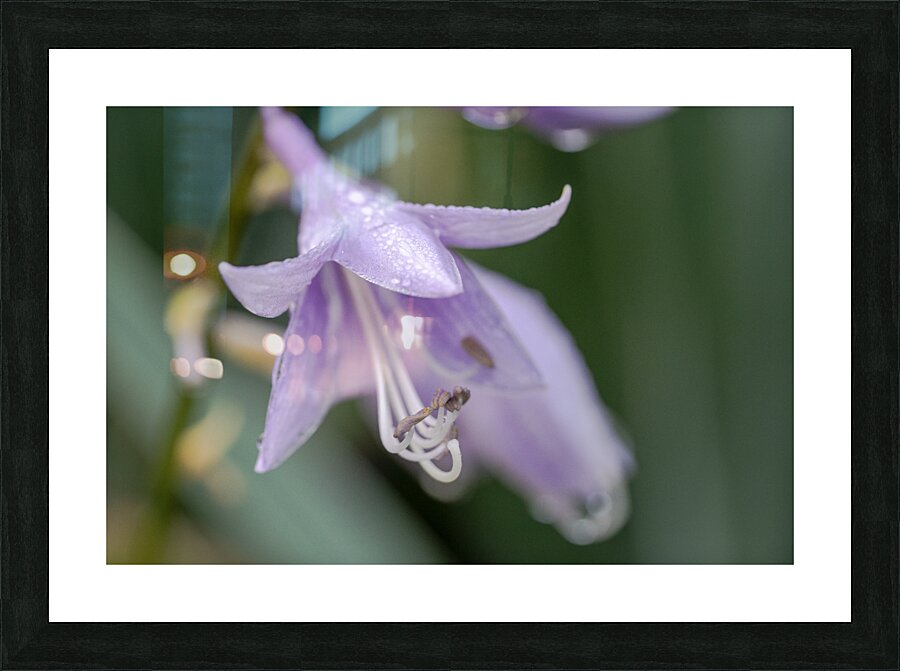 Breeze Blooms Picture Frame print