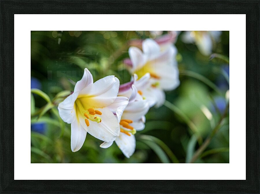 Easter Lily Picture Frame print