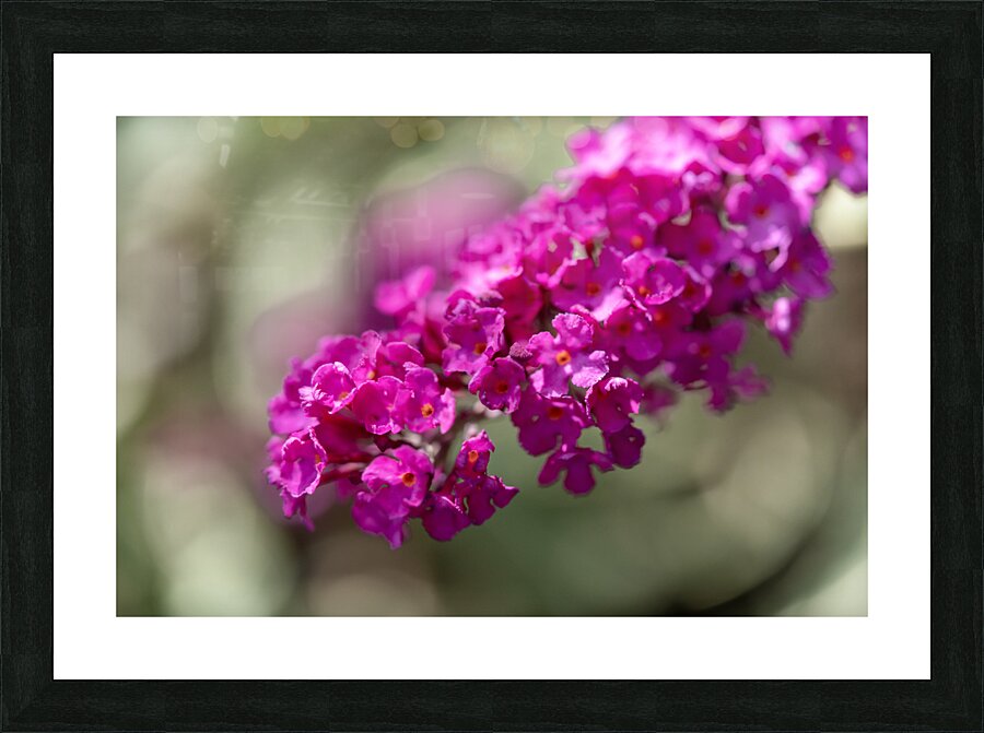 Orange Eye Picture Frame print