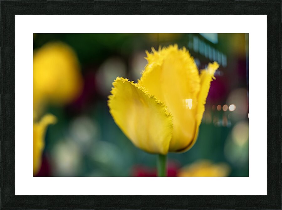 Call Me Fabiola Picture Frame print