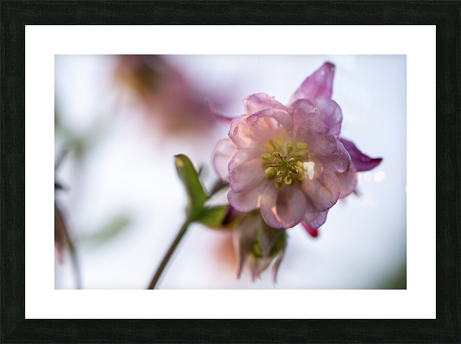 Delicacy Picture Frame print