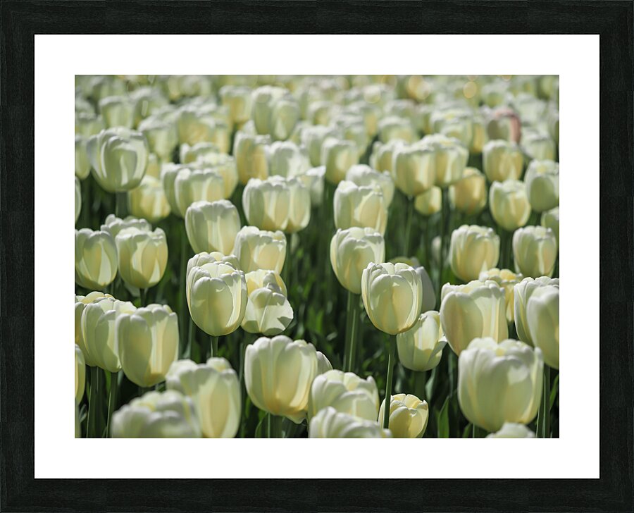 Field Of White Tulips Picture Frame print