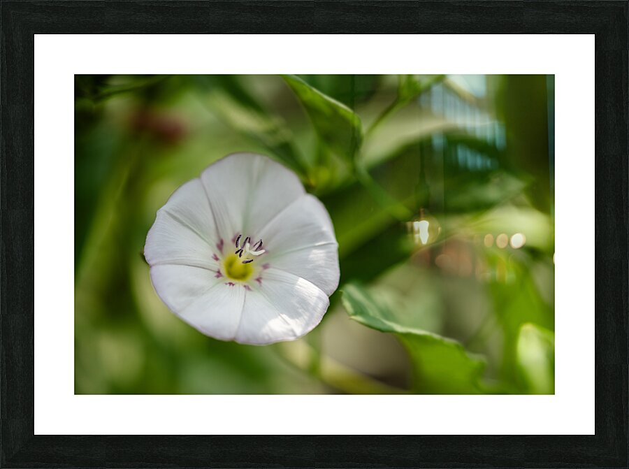 Little Glass Picture Frame print