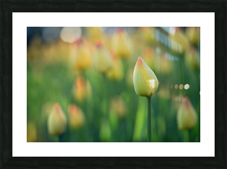 Pretty Field Picture Frame print