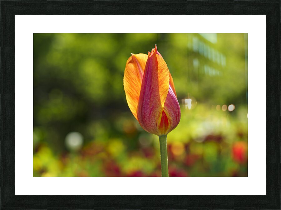 Darling Picture Frame print