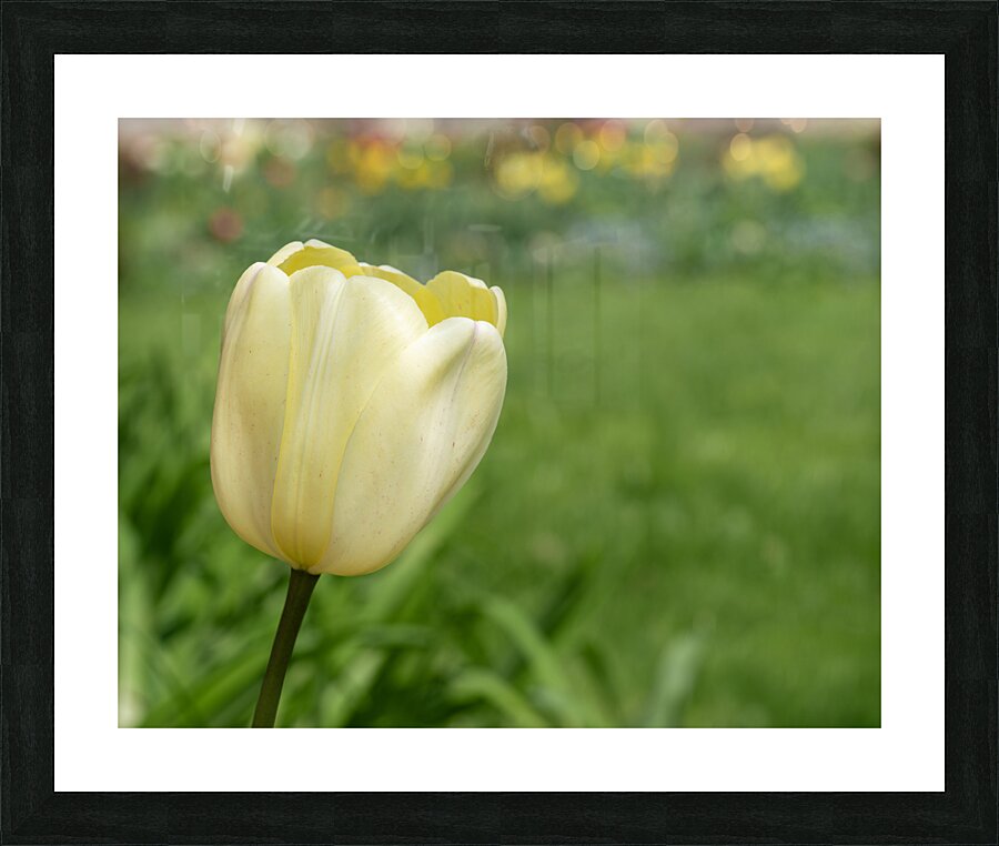 Soft as Yellow Picture Frame print