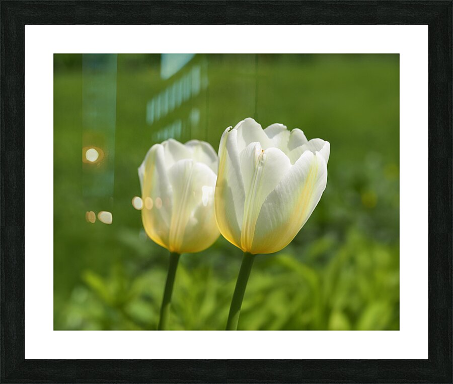 Yellow and White Picture Frame print