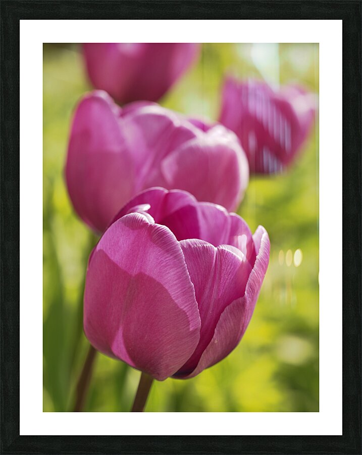 Follow the Leader Picture Frame print