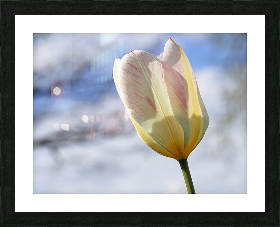 Head in the Clouds Picture Frame print