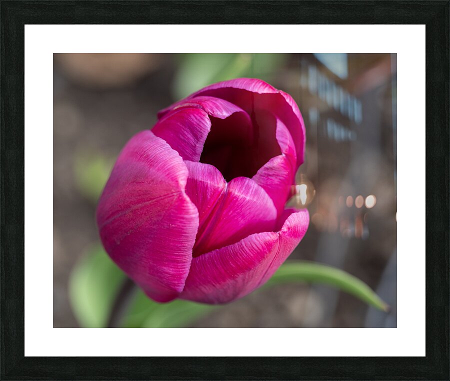 Pretty Pink Picture Frame print