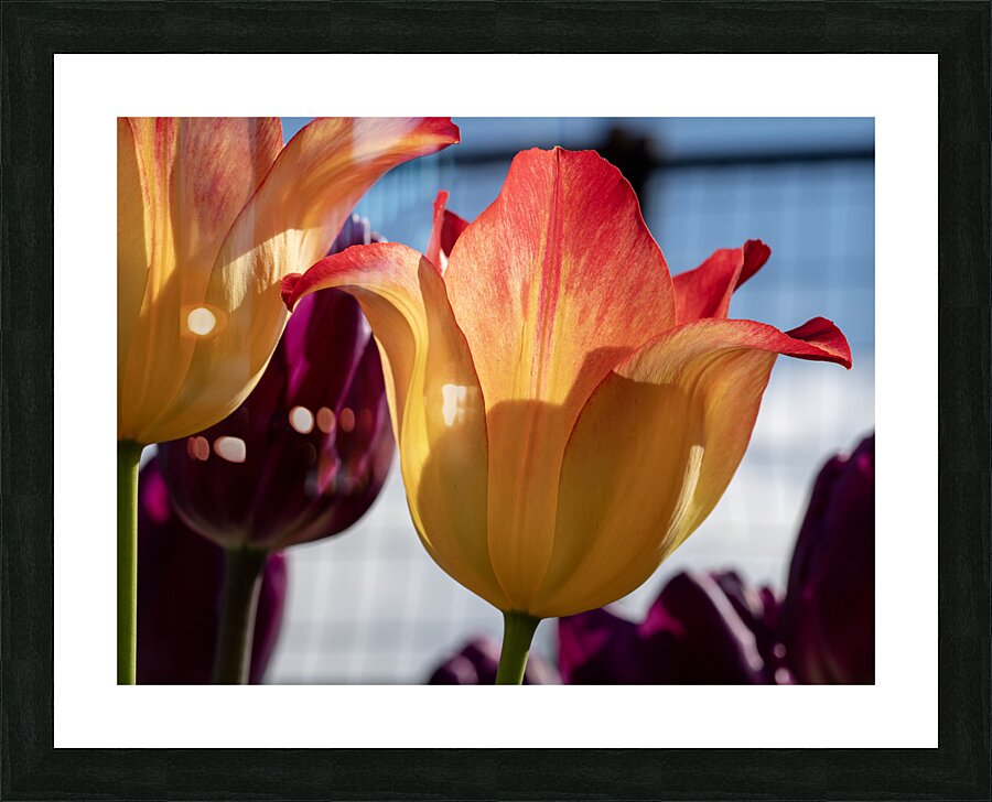 Enchanting Beauty Picture Frame print