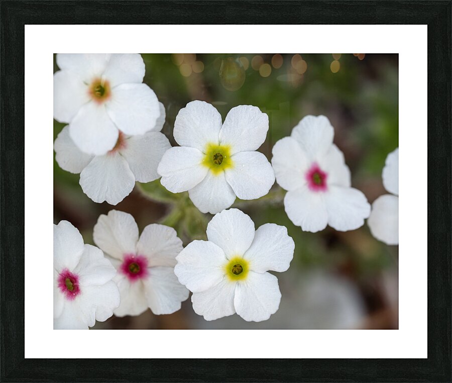 Colorful Dots Picture Frame print