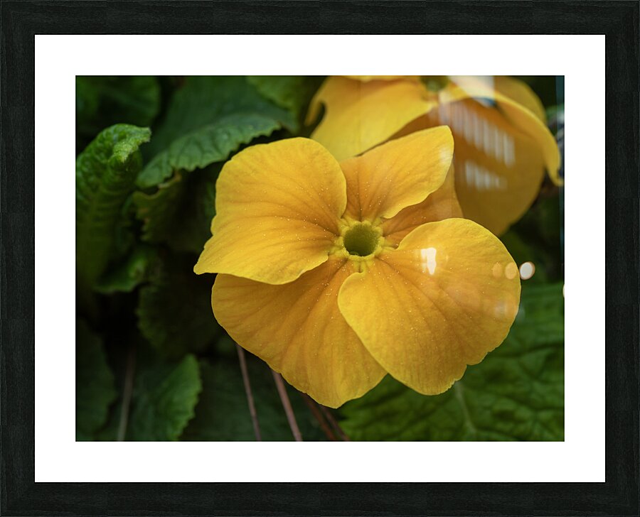 Call me Viola Picture Frame print