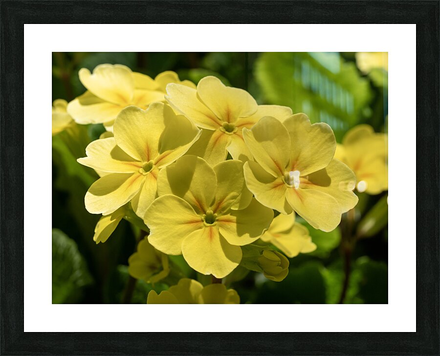Cowslip Picture Frame print
