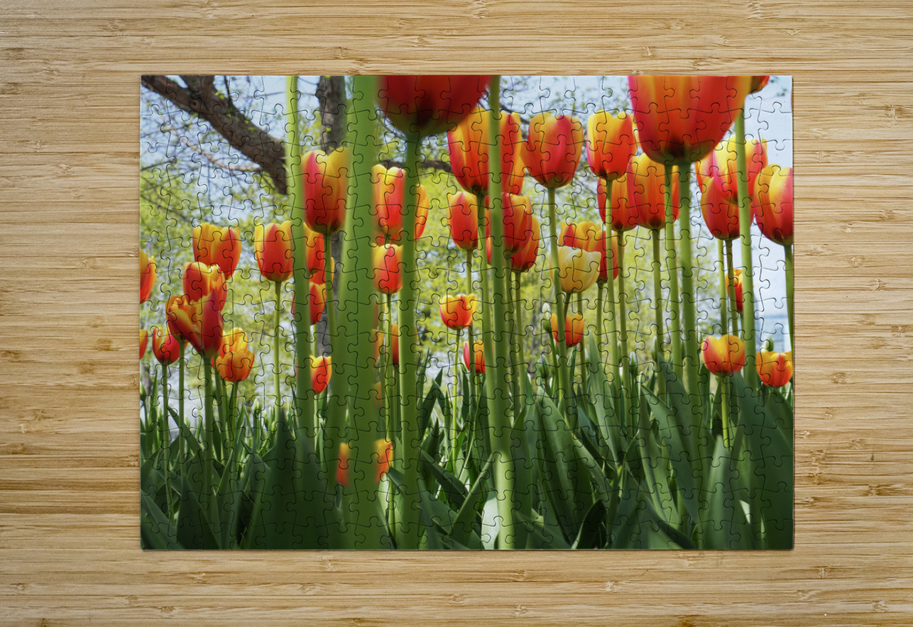 A View From Below Suzanne Bonin Puzzle printing