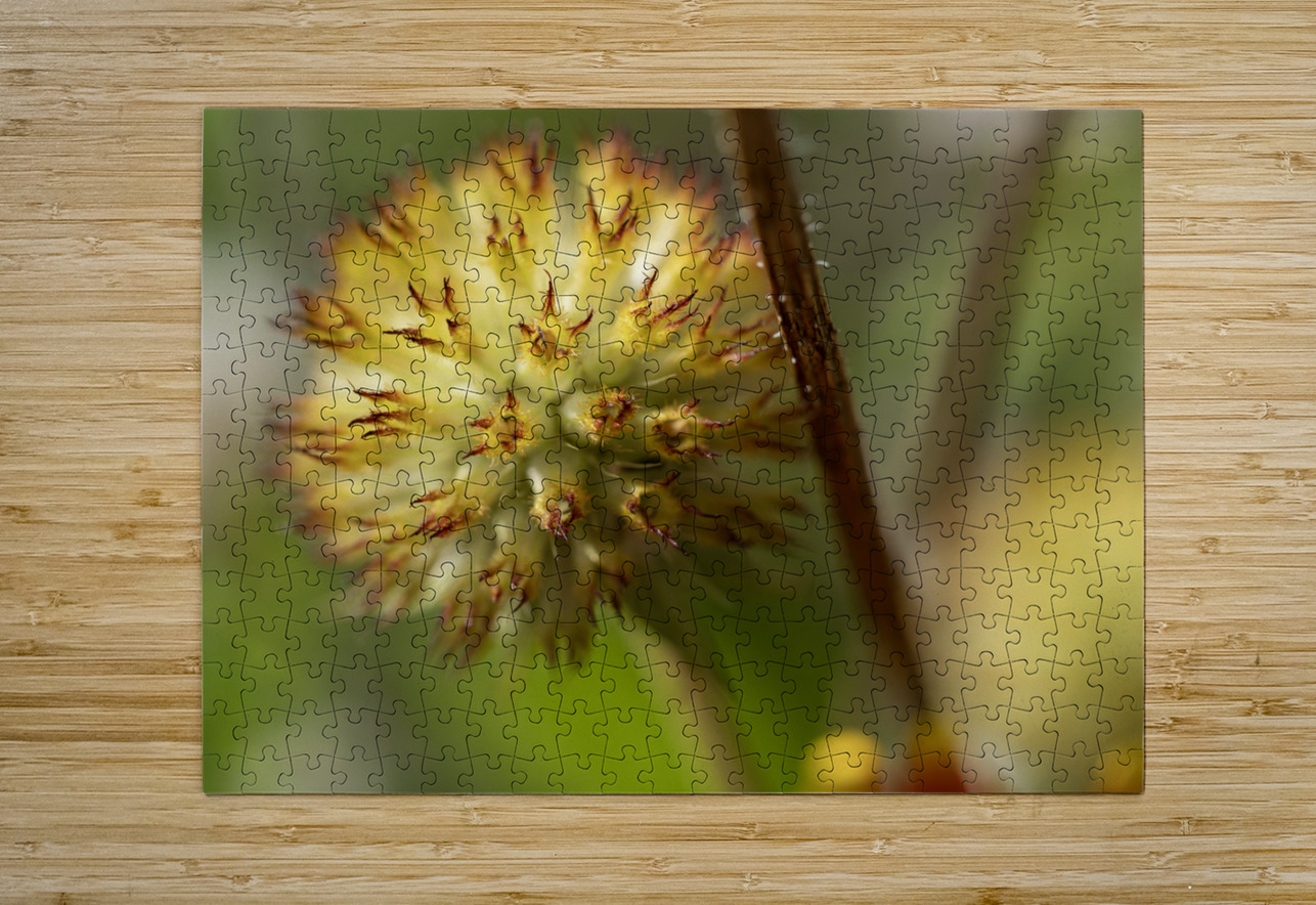 Blanketflower Suzanne Bonin Puzzle printing