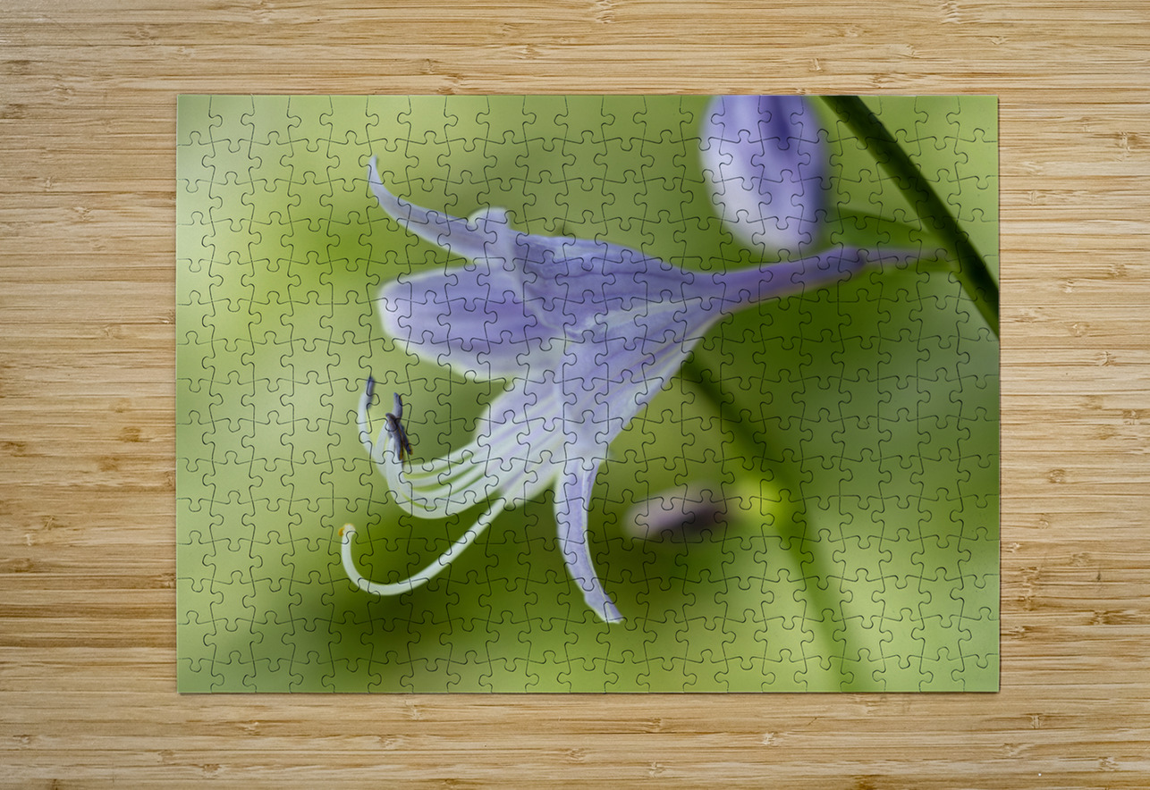 Purple Hosta Flower Suzanne Bonin Puzzle printing