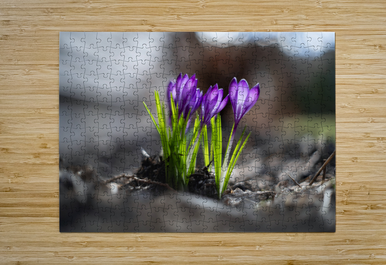 Crocus Suzanne Bonin Puzzle printing