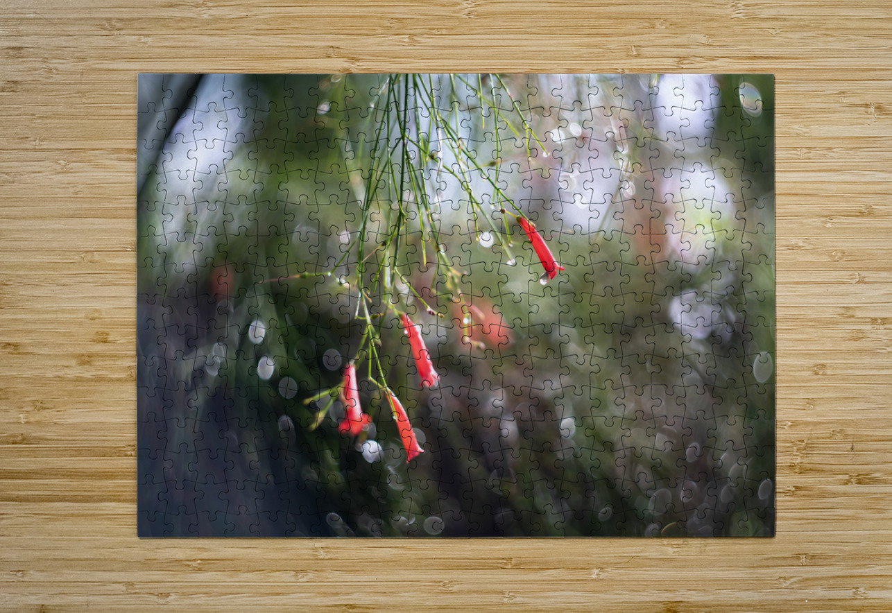 Firecrackers Suzanne Bonin Puzzle printing