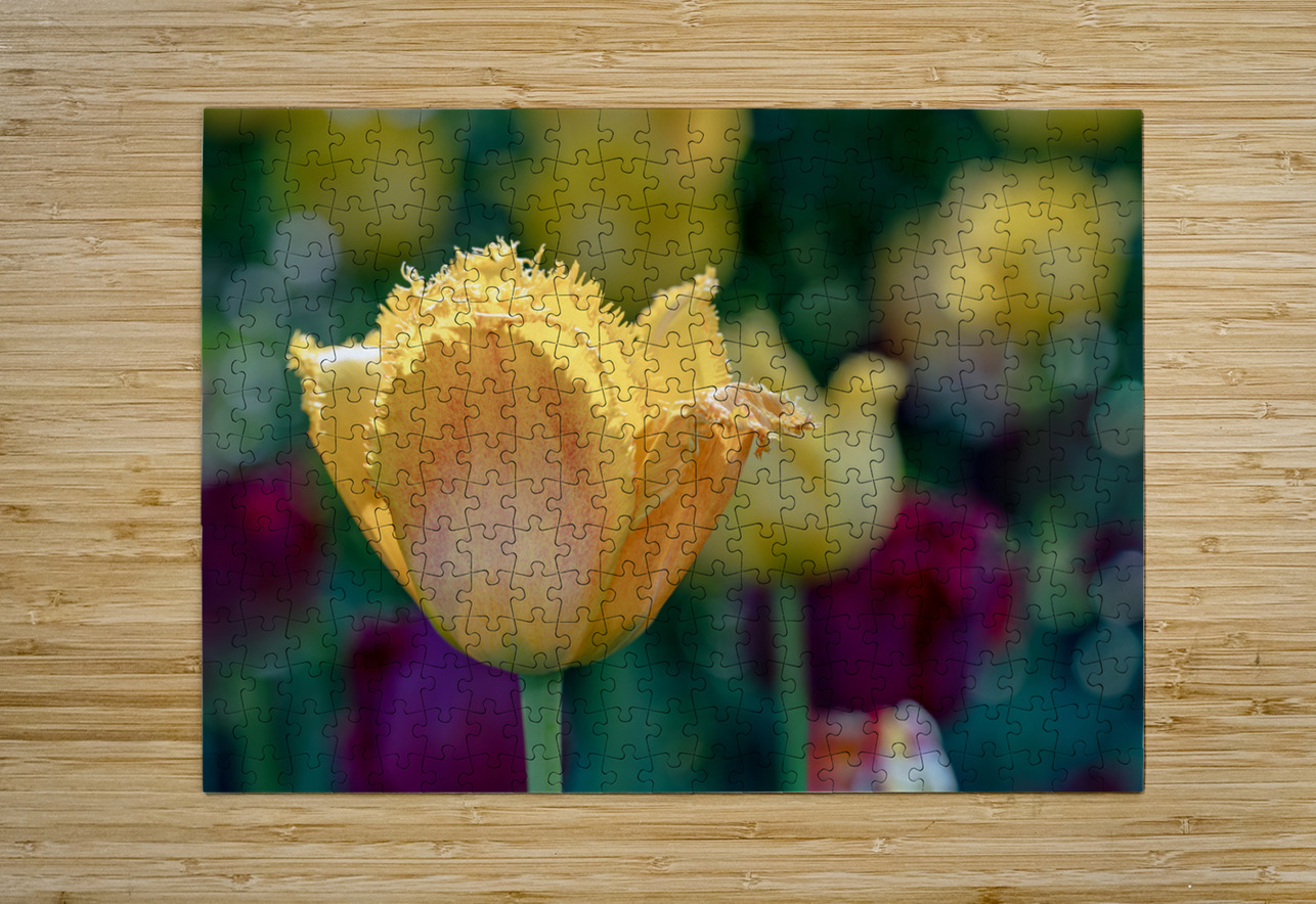 Fringed Blossom Suzanne Bonin Puzzle printing