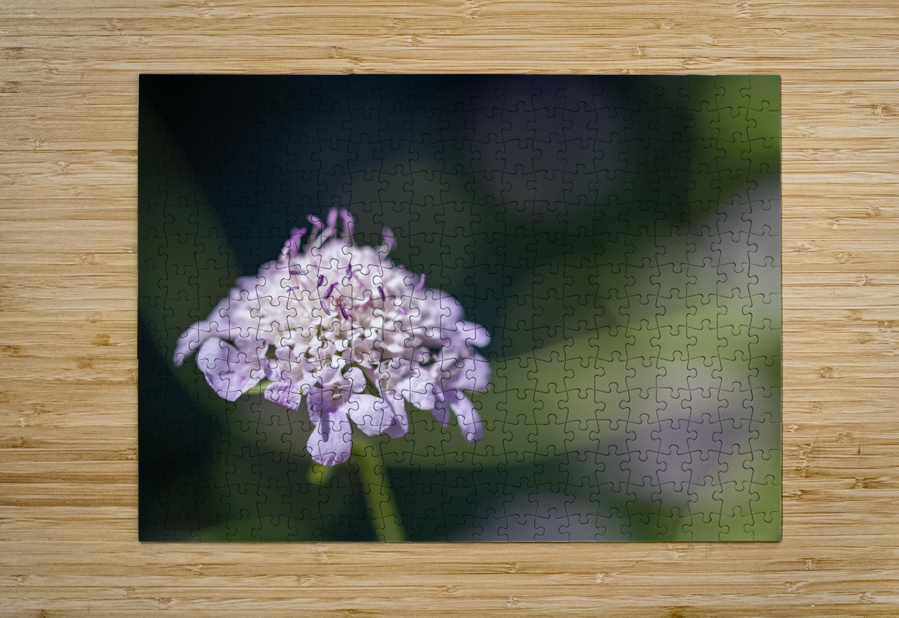 Pincushion Flower Suzanne Bonin Puzzle printing