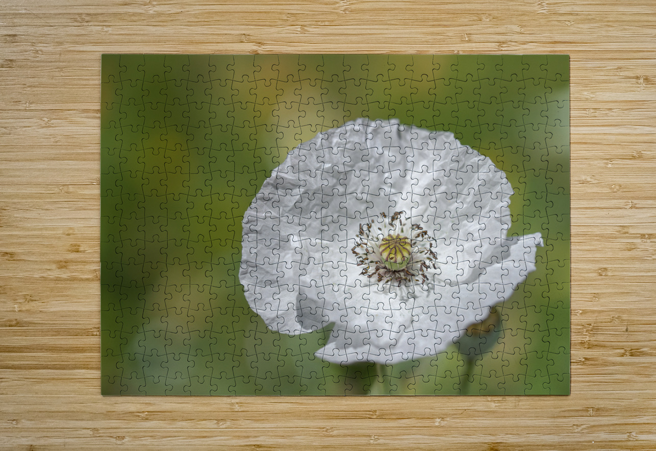 White Poppy Suzanne Bonin Puzzle printing