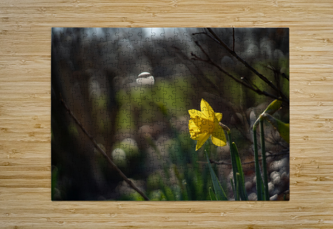 Daffodil Dreamscape Suzanne Bonin Puzzle printing