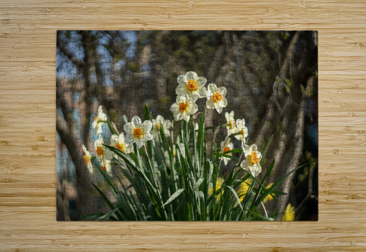 Daffodil Dreams Suzanne Bonin Puzzle printing