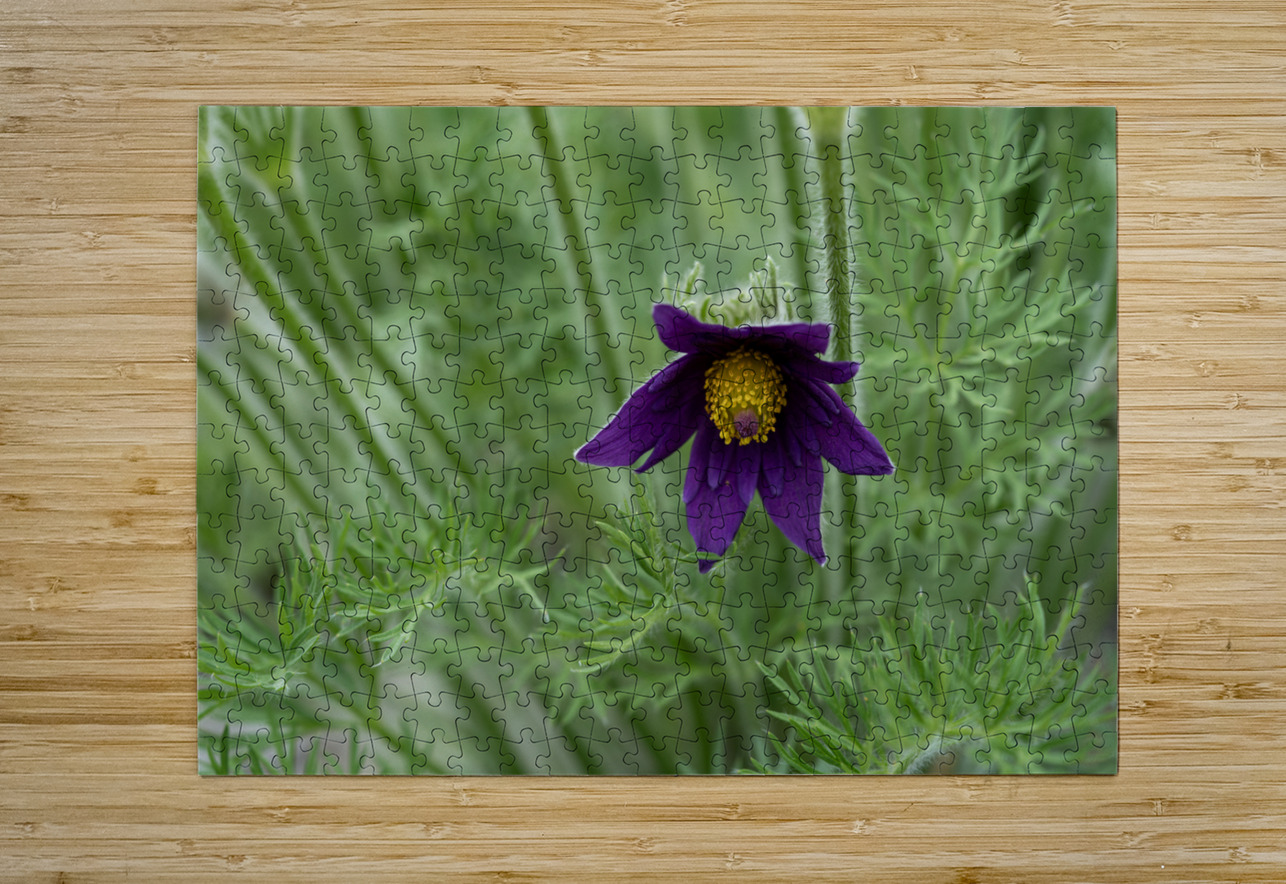 Purple Paradise Suzanne Bonin Puzzle printing