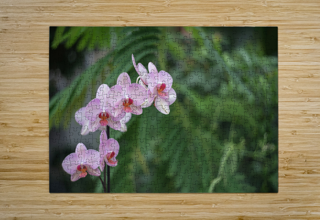 Orchid Reverie Suzanne Bonin Puzzle printing