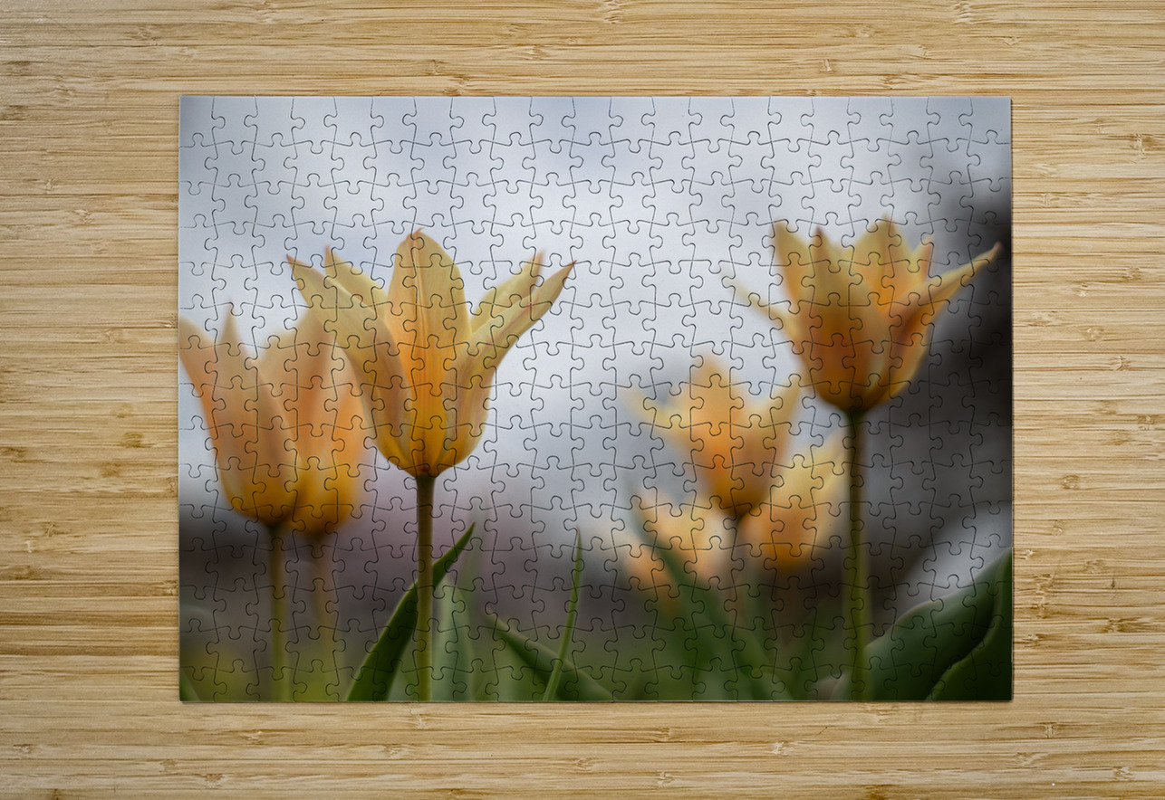 Amber Aurora Suzanne Bonin Puzzle printing