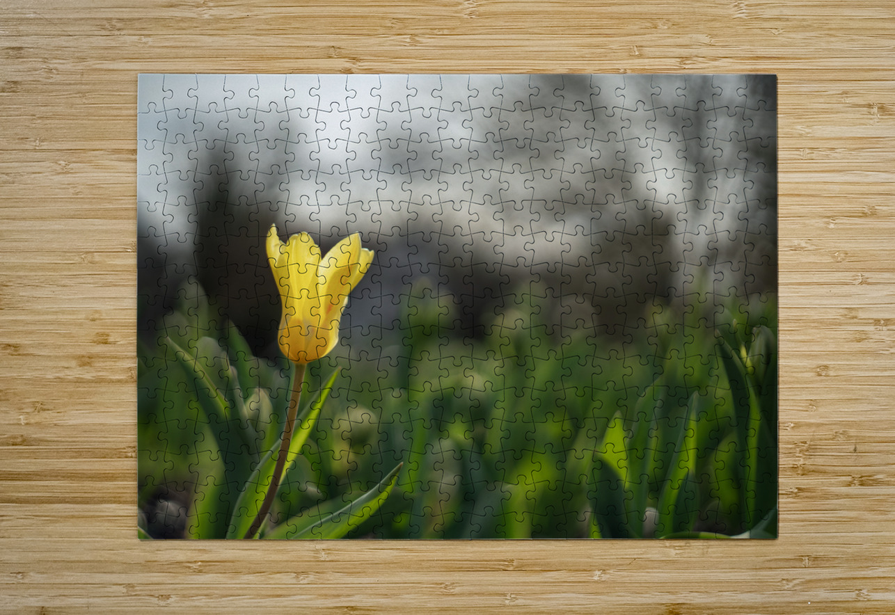 Twilight Tulip Suzanne Bonin Puzzle printing