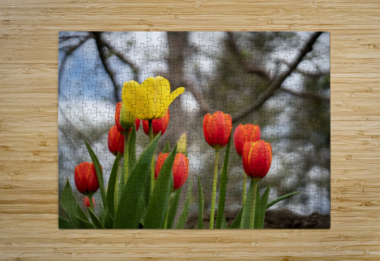 Sunlit Symphony Suzanne Bonin Puzzle printing