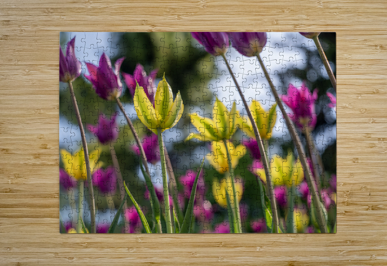  SBP7938 Suzanne Bonin Puzzle printing