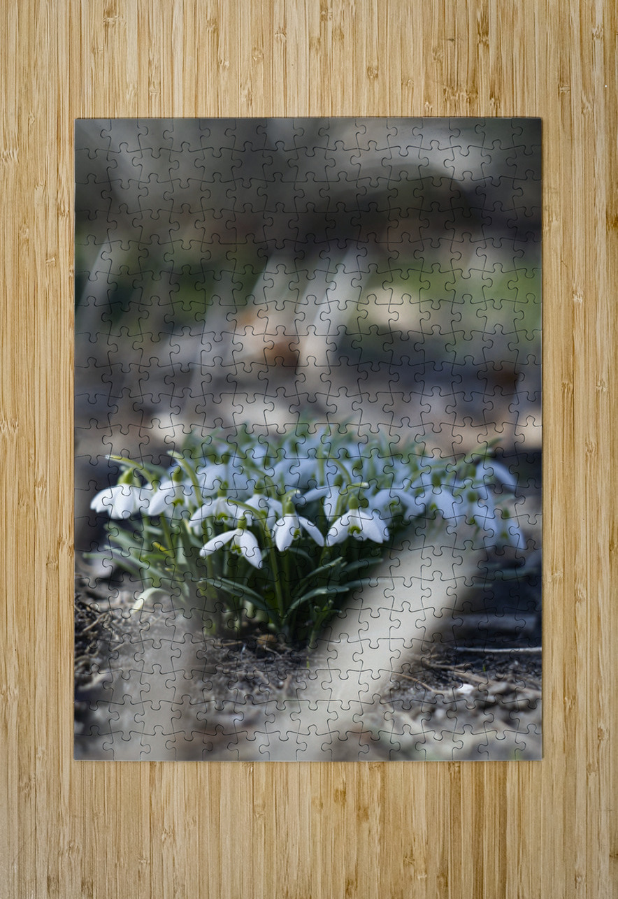  SBP4917 Suzanne Bonin Puzzle printing