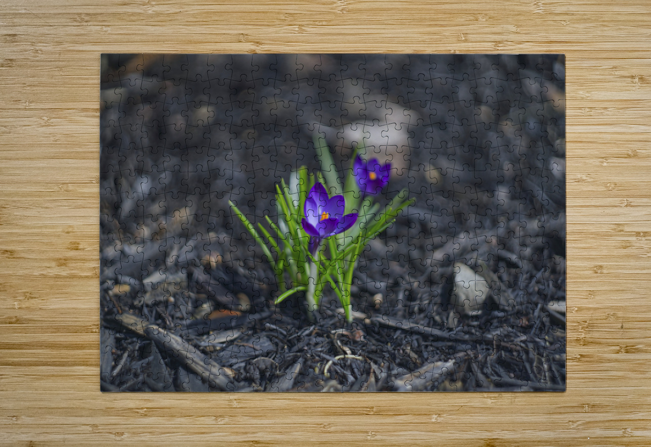  SBP4872 Suzanne Bonin Puzzle printing