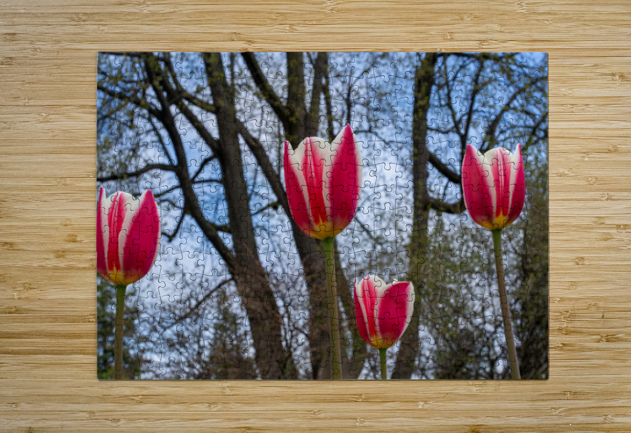 SBP6538 Suzanne Bonin Puzzle printing